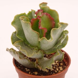 adromischus-sphenophyllus-undulatus-min