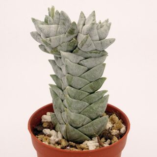 crassula-deceptor-6b-min