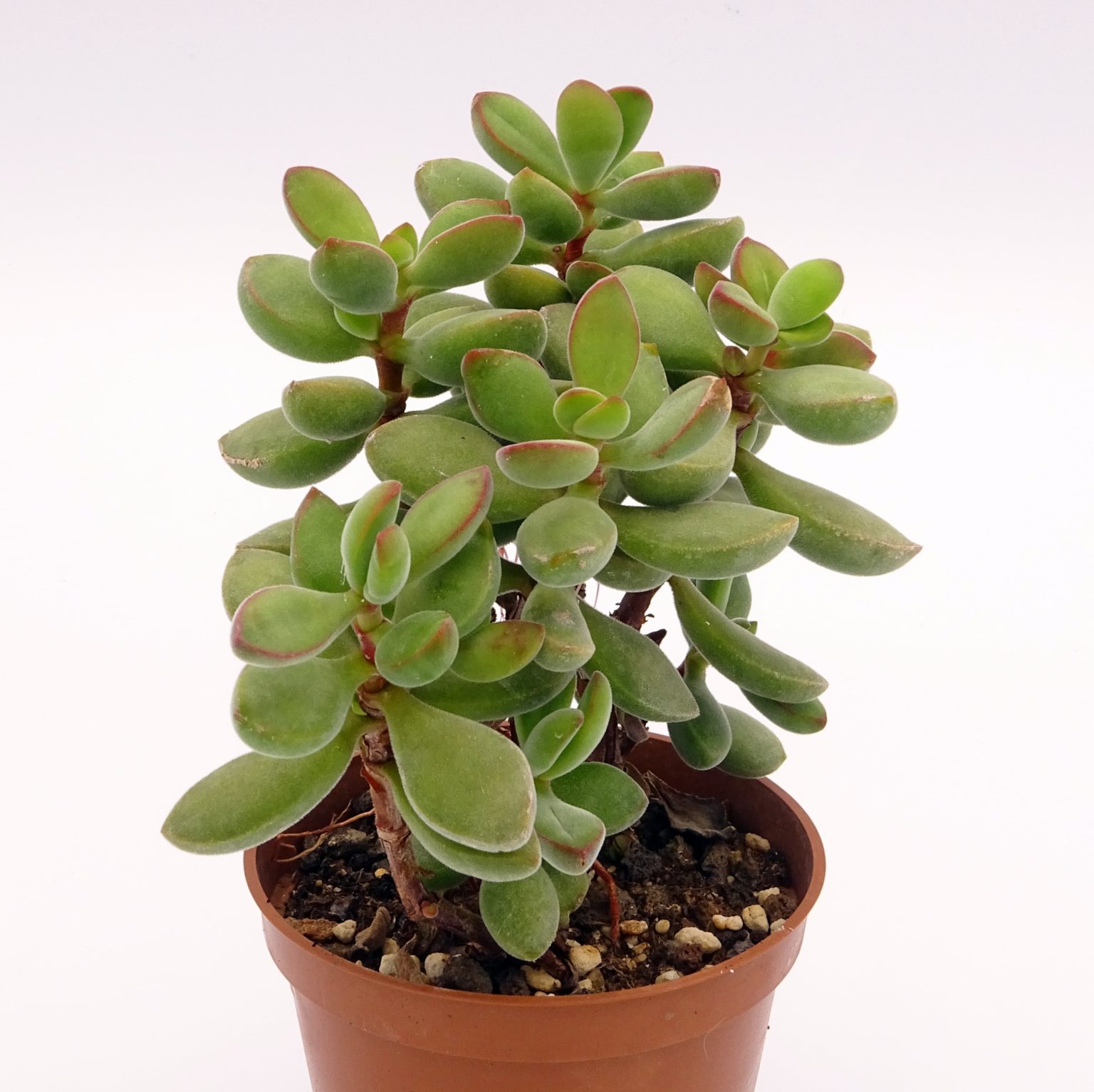 Crassula rogersii - Cactus Prod