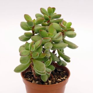 crassula-rodgersii 1-min