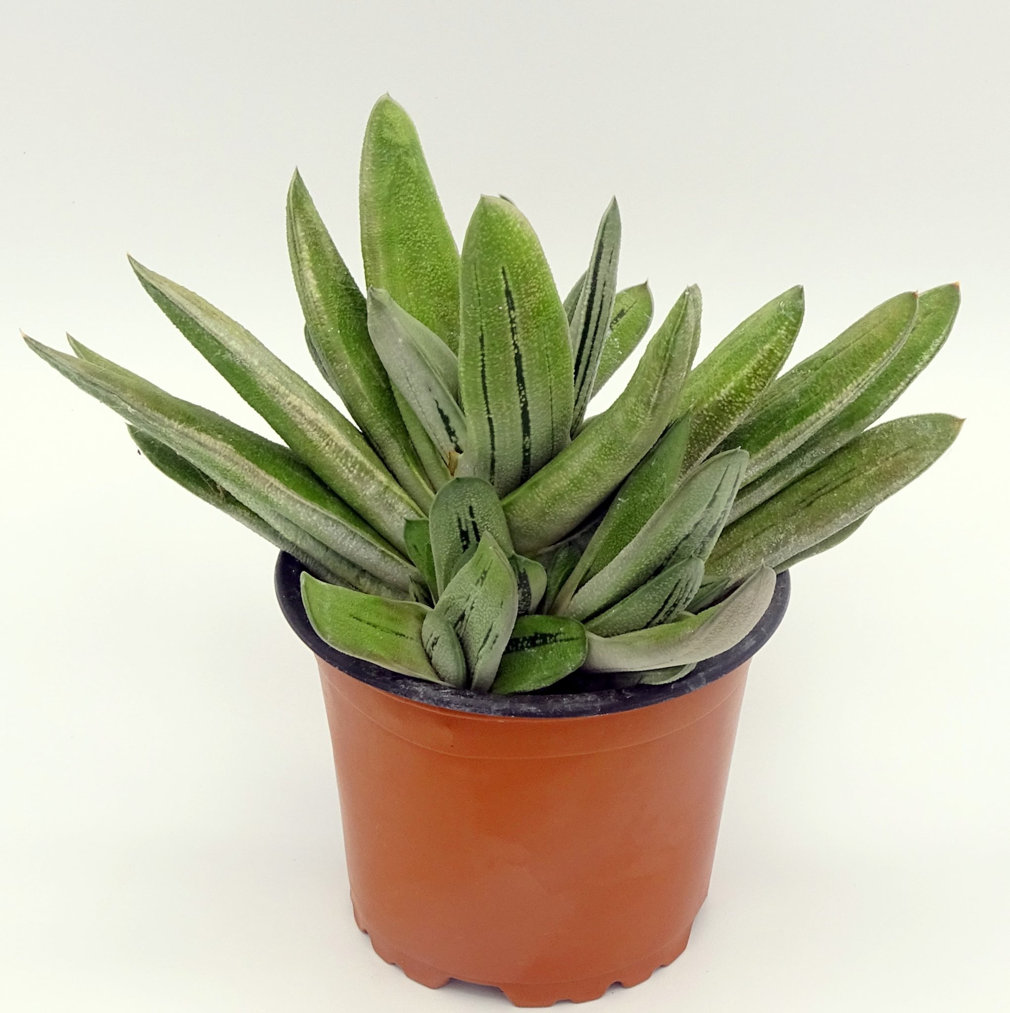 Gasteria 'Little Warty' - Cactus Prod