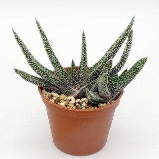 gasteria-verrucosa 1-min